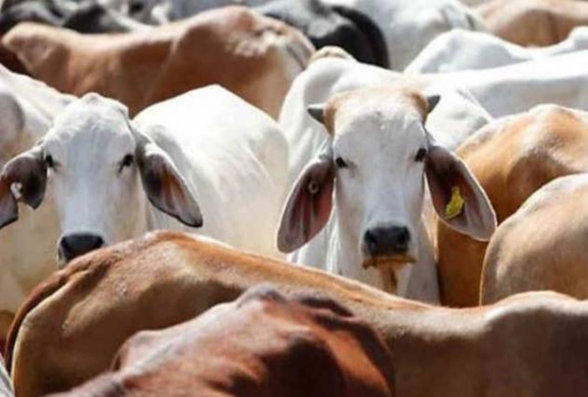rajasthan alwar- cow smuggler attacked on a man last night 