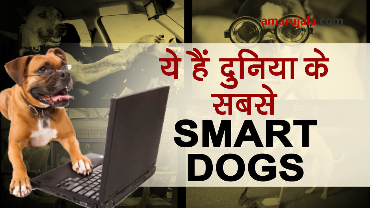 Amazing dogs and their stunts will make you go crazy in awe special story