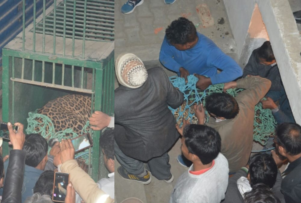 Leopard entered in sent Francis school lucknow