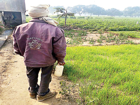 Most families are forced to go to farm for 