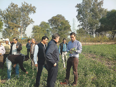 Taste of green peas reached to Spain