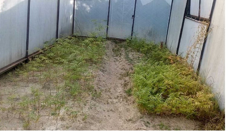 How to make herbs in such a big way