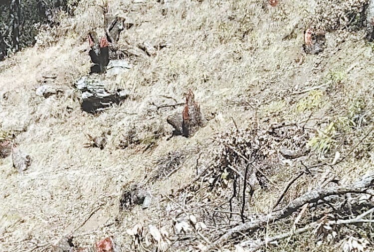 illegal tree felling in shimla from forest department land