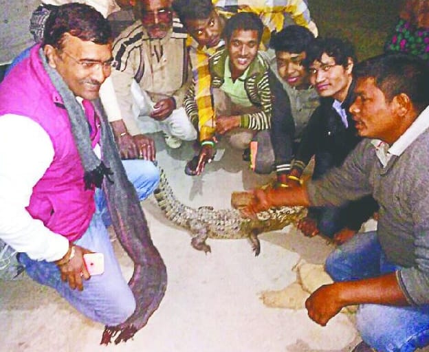 Crocodile found in farmer's farm house