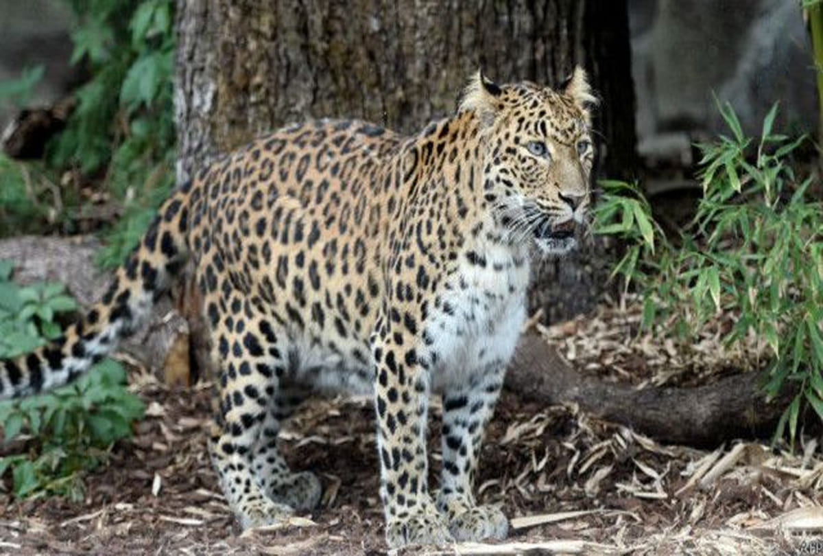 leopard found in etawah wildlife safari park