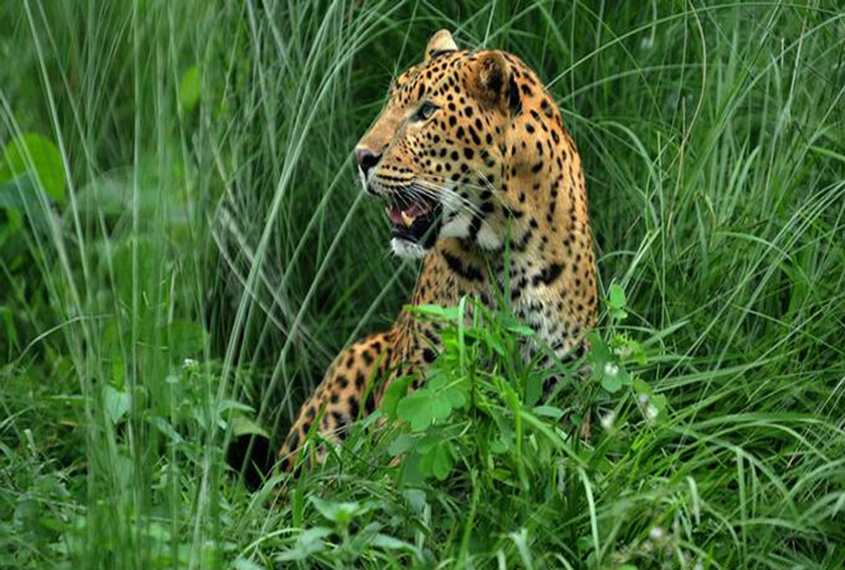 leopard found in etawah wildlife safari park