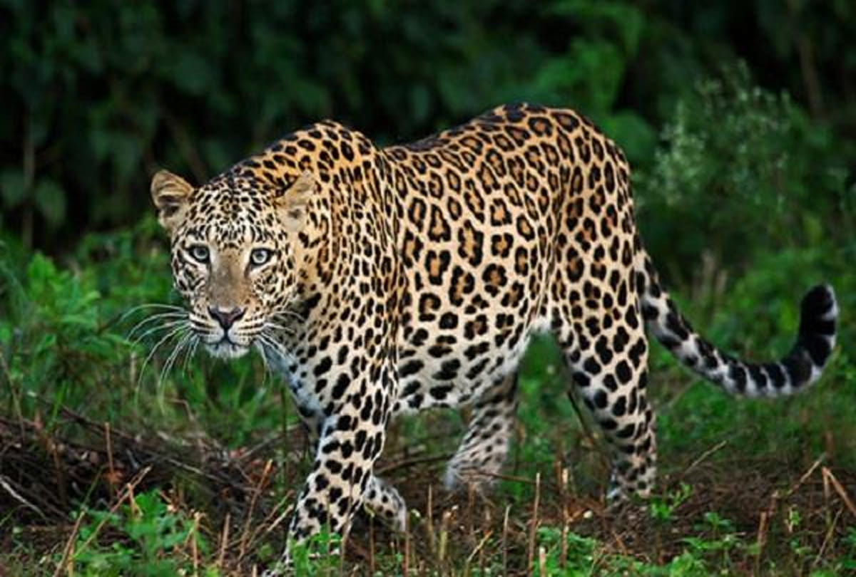 leopard found in etawah wildlife safari park