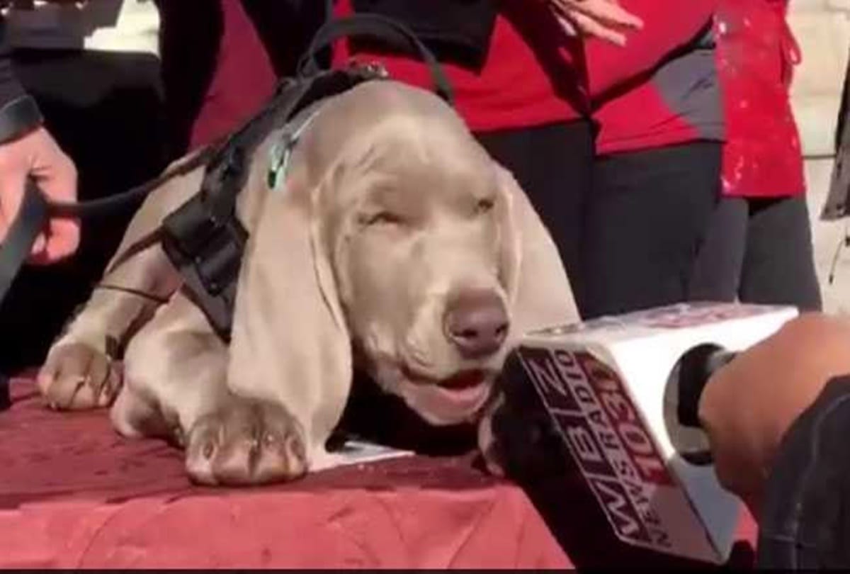 worlds most special dog appoint for this work