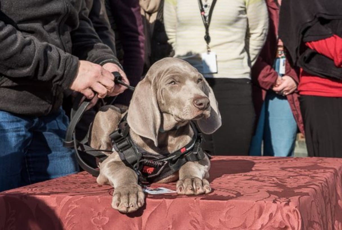 worlds most special dog appoint for this work