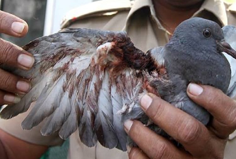 Thousands of Birds Die From Kite Flying in Rajasthan on makar sankranti 