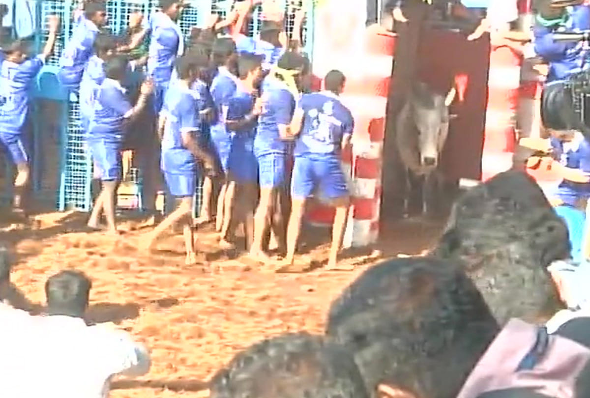  pongal festival: jallikattu organised in Tamil Nadu Madurai