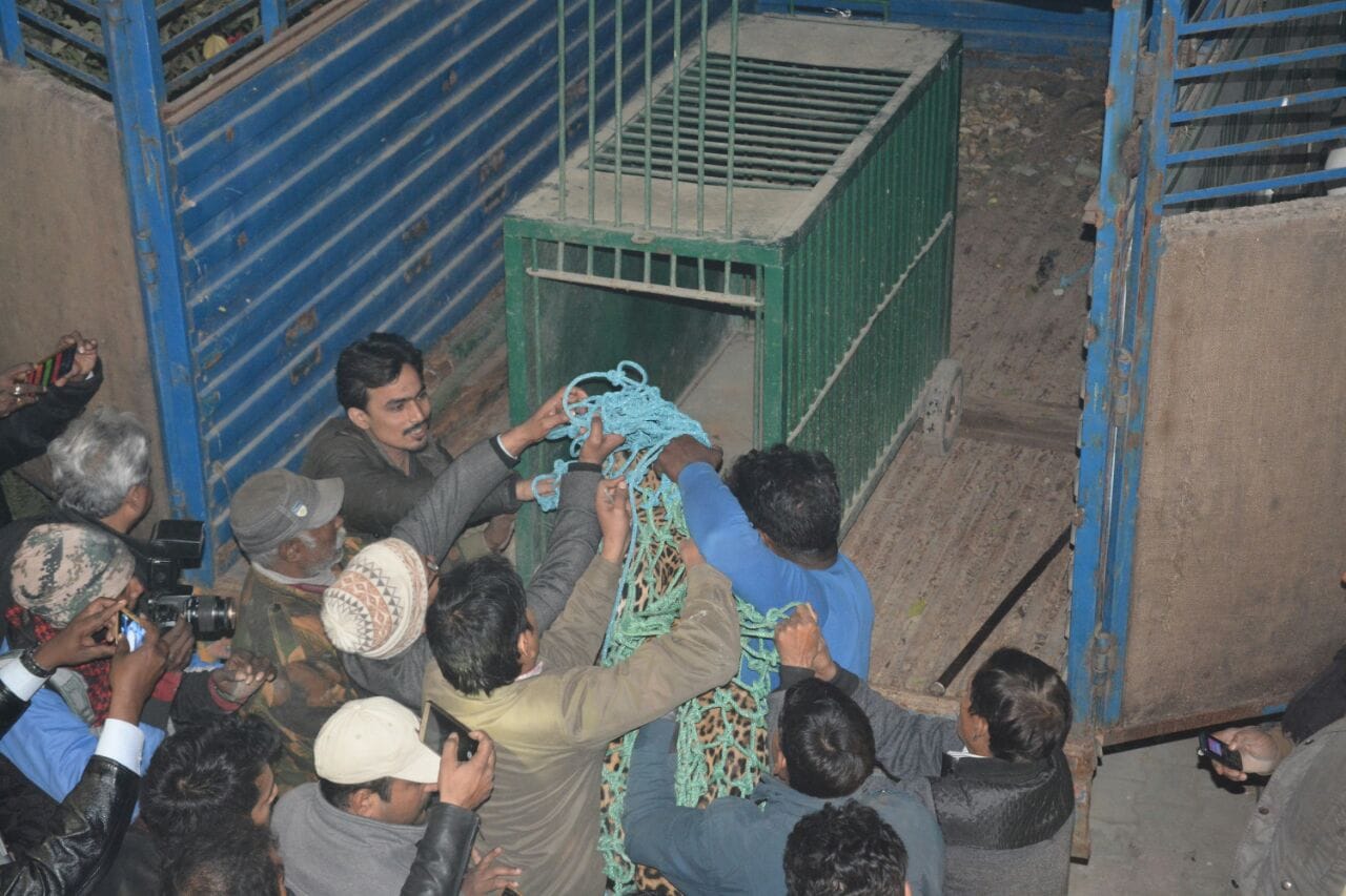 Leopard entered in sent Francis school lucknow
