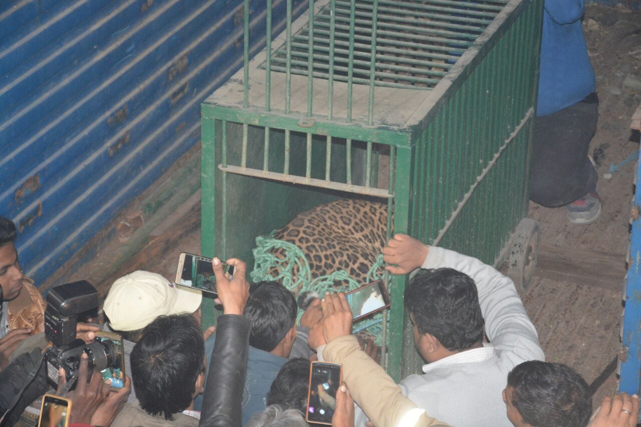 Leopard entered in sent Francis school lucknow