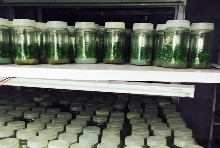 Apple plants tissue culture technique failed in himachal pradesh