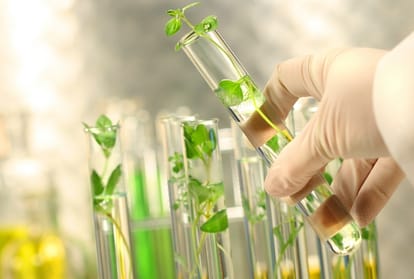 Apple plants tissue culture technique failed in himachal pradesh
