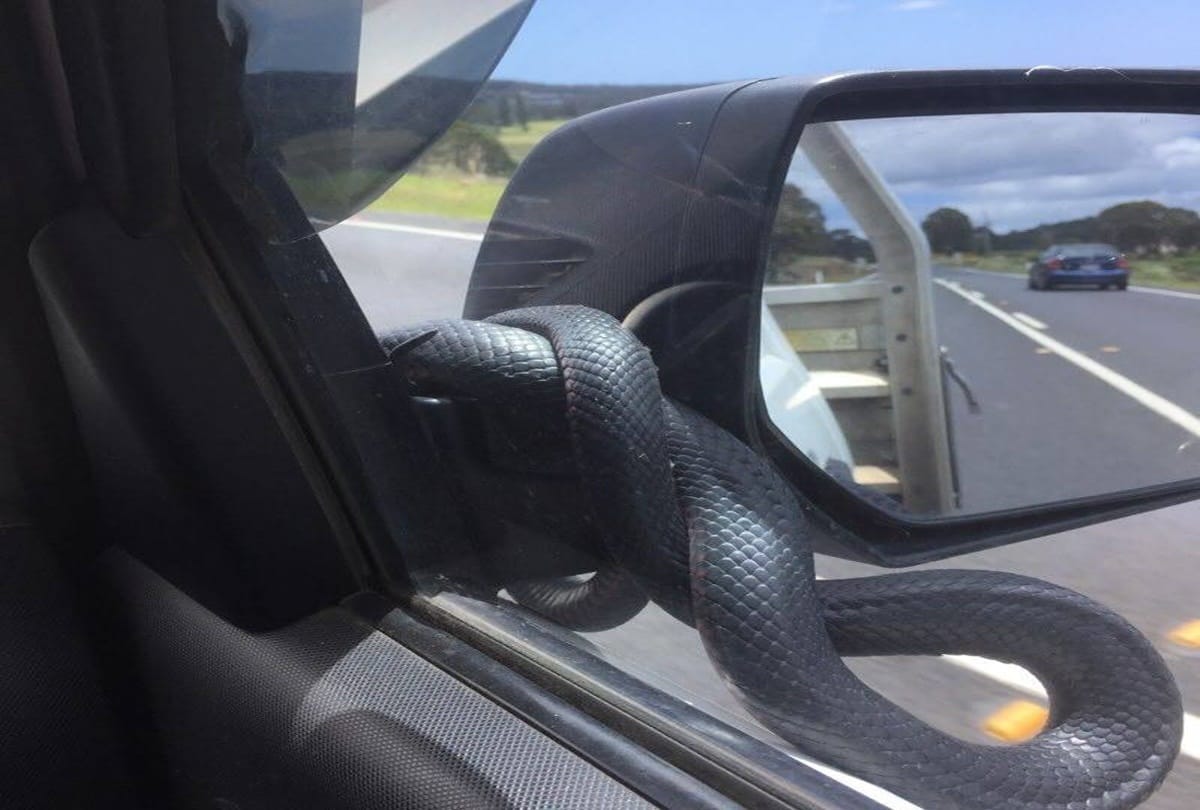 when while driving poisonous snake comes and sitting on hand of this men