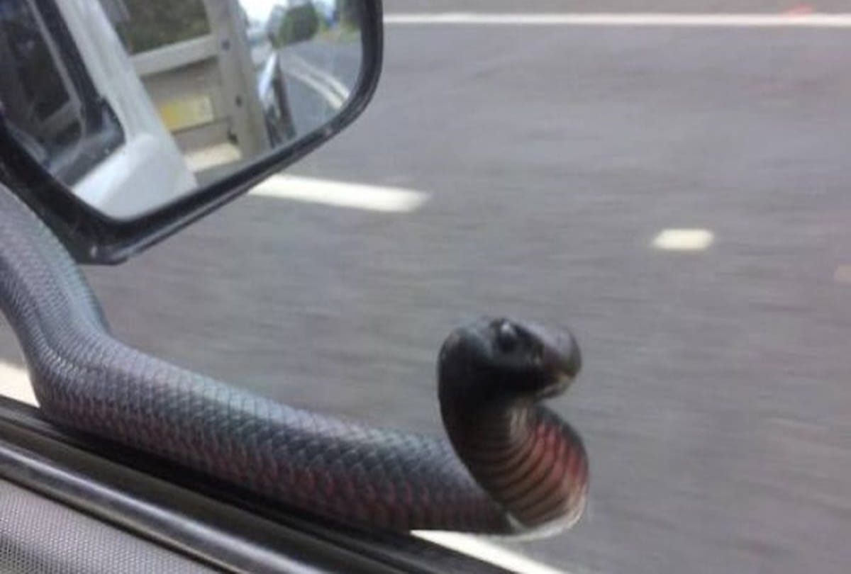 when while driving poisonous snake comes and sitting on hand of this men