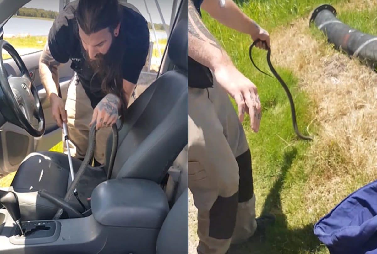 when while driving poisonous snake comes and sitting on hand of this men