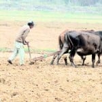 farmer