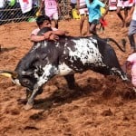 jallikattu