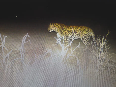 Leopard showing twice in CCTV camera