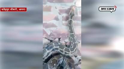 Python showing near Fatehpur Sikri memorial, People ran scared