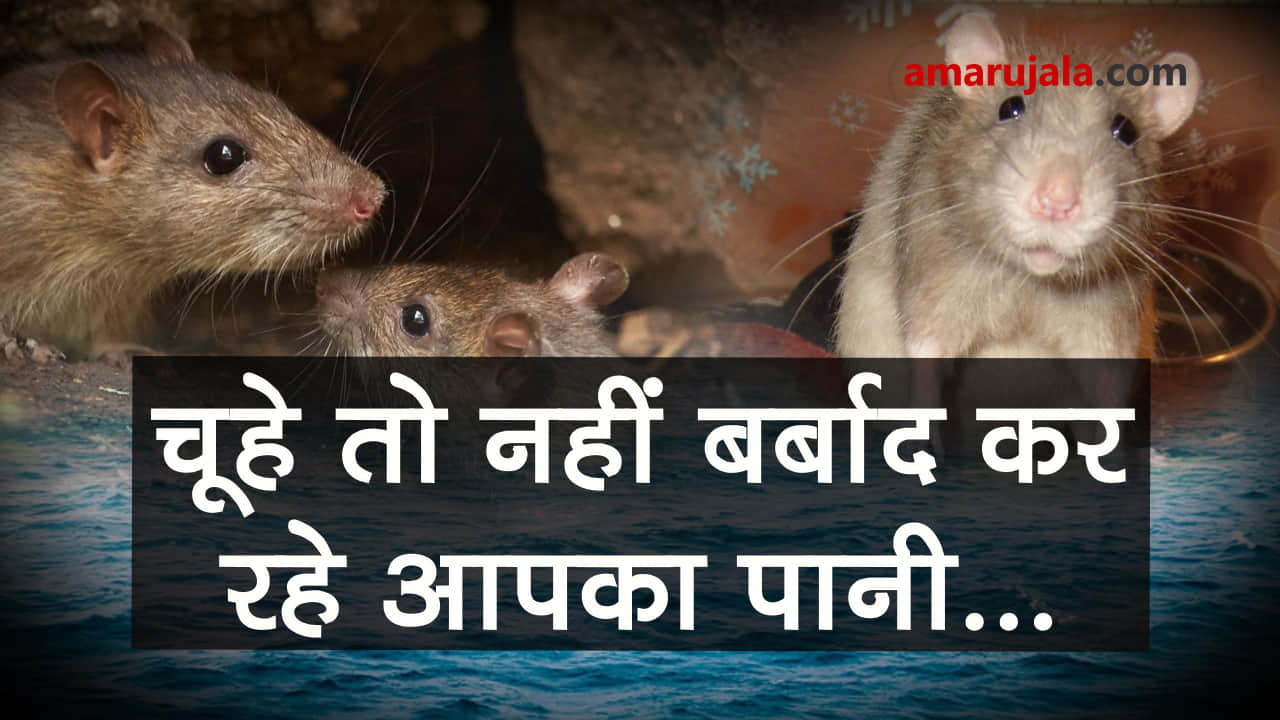 प्रतीकात्मक तस्वीर