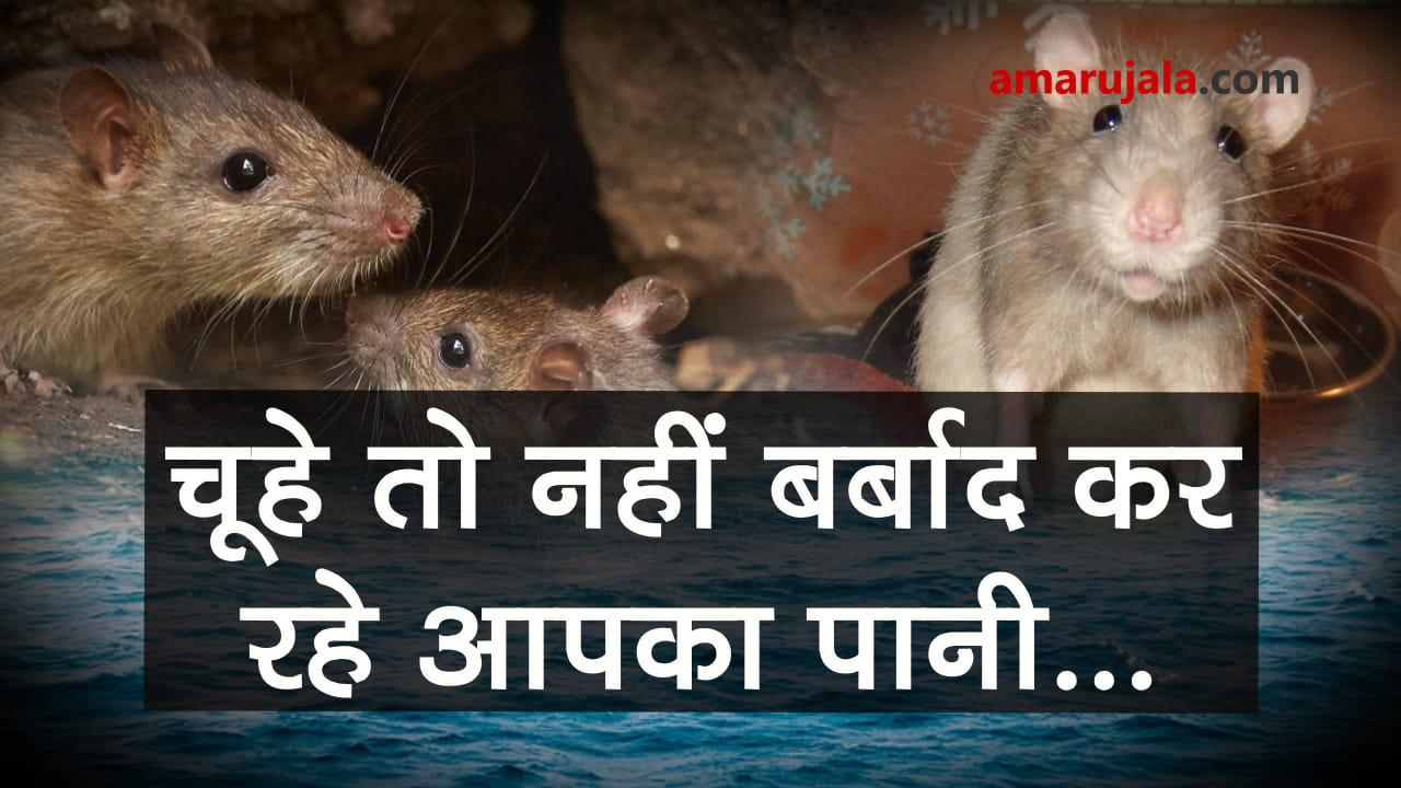 प्रतीकात्मक तस्वीर