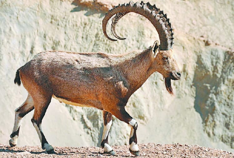 hunting of ibex decreased in lahaul and spiti due to women