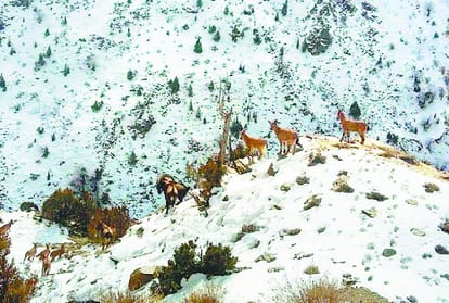 hunting of ibex decreased in lahaul and spiti due to women