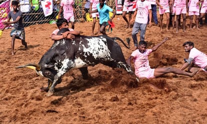 jallikattu