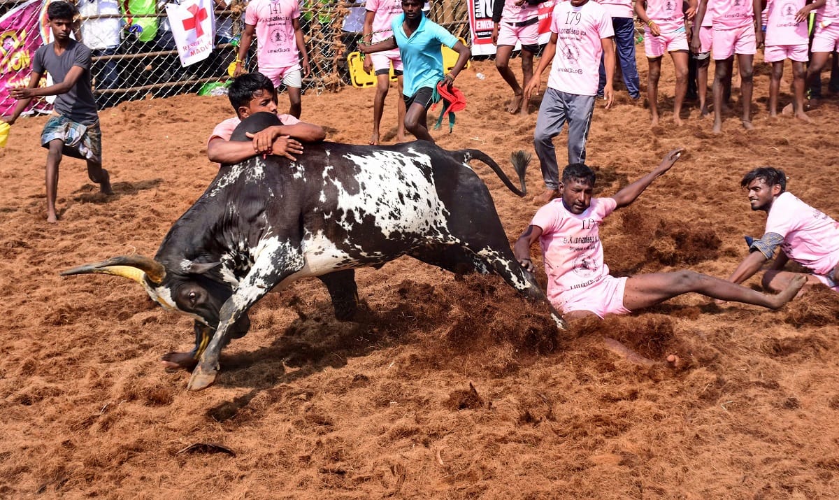 Tamilnadu: one spectator died in amd many injured in Jallikattu event 
