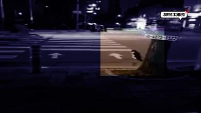 mumbai police posted a cat video to teach a lesson on traffic discipline