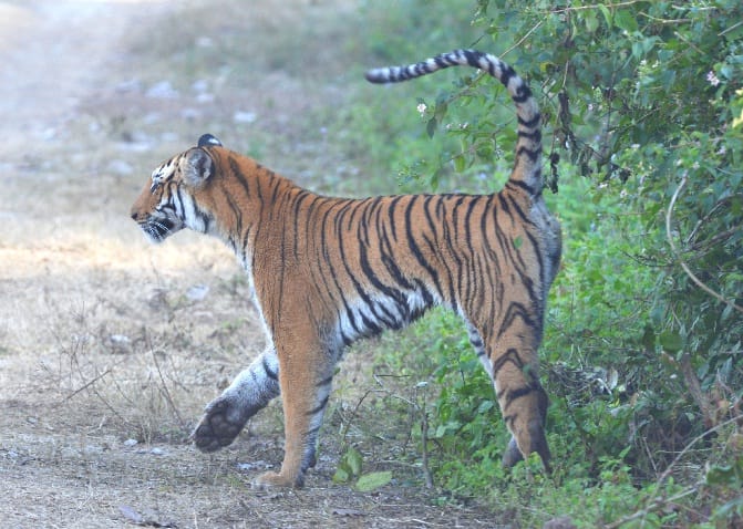 कॉर्बेट पार्क में लैंड मार्किंग कर रही बाघिन
