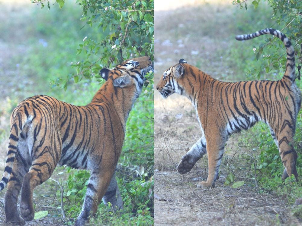 watch how tiger send their message