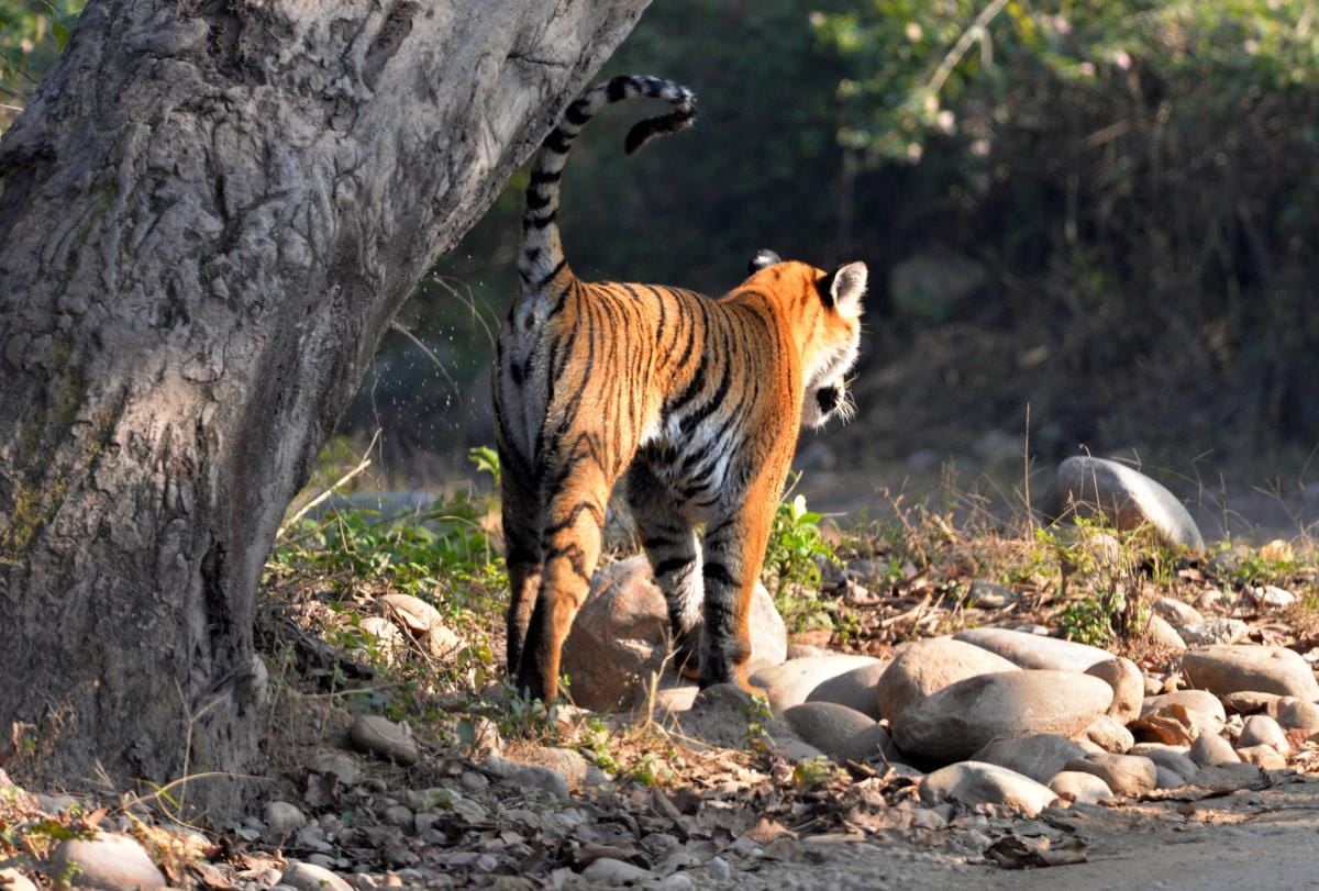 watch how tiger send their message