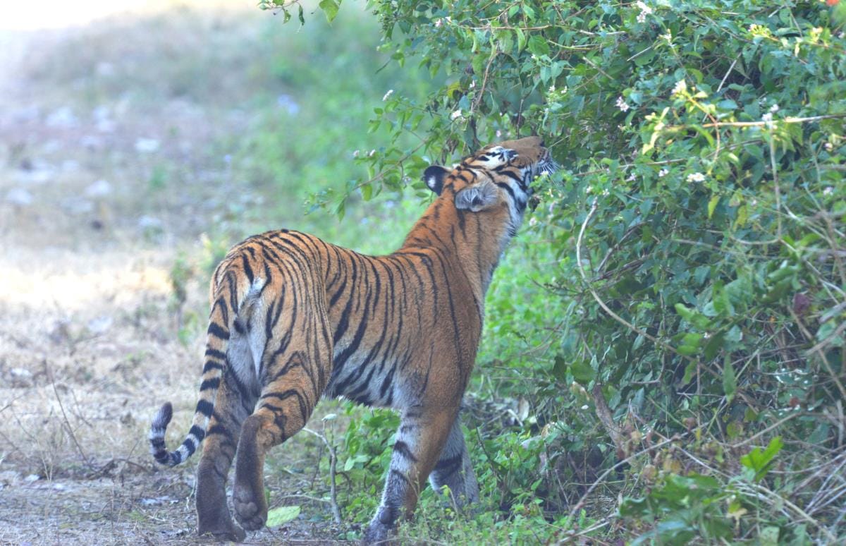 watch how tiger send their message
