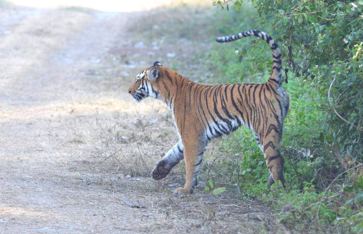watch how tiger send their message