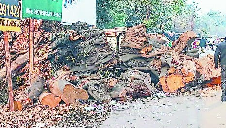 Trees lying on the road in three months