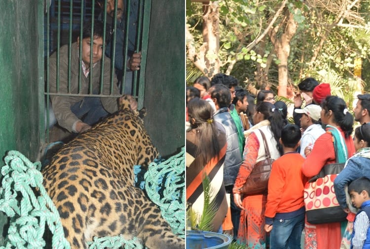 ten thousand people visit lucknow zoo on sunday