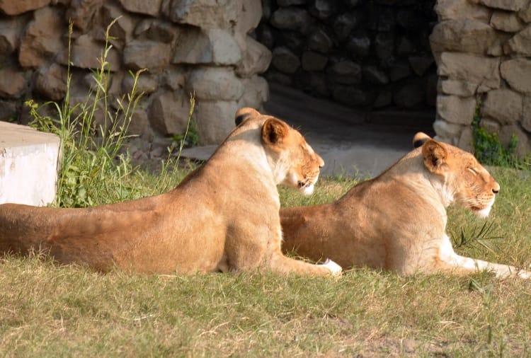 ten thousand people visit lucknow zoo on sunday