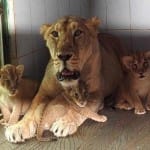 शावकों के साथ तेजिका