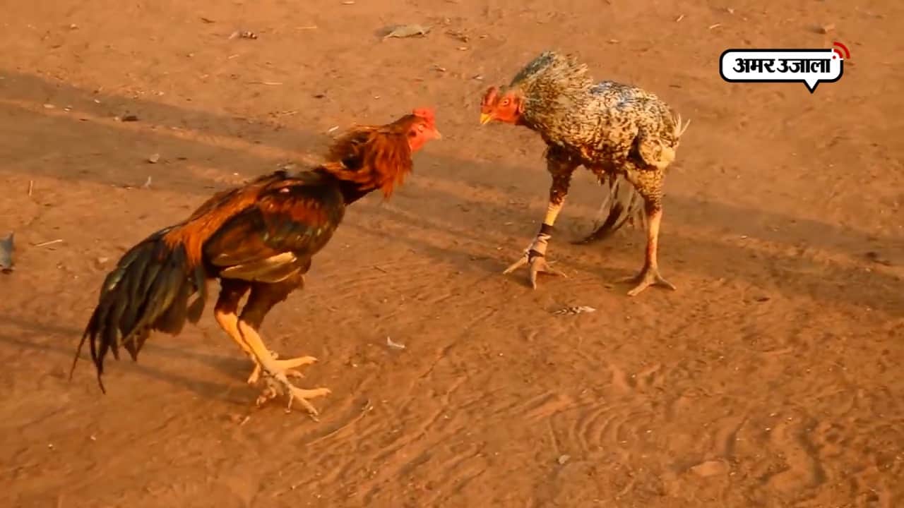 मुर्गों की लड़ाई