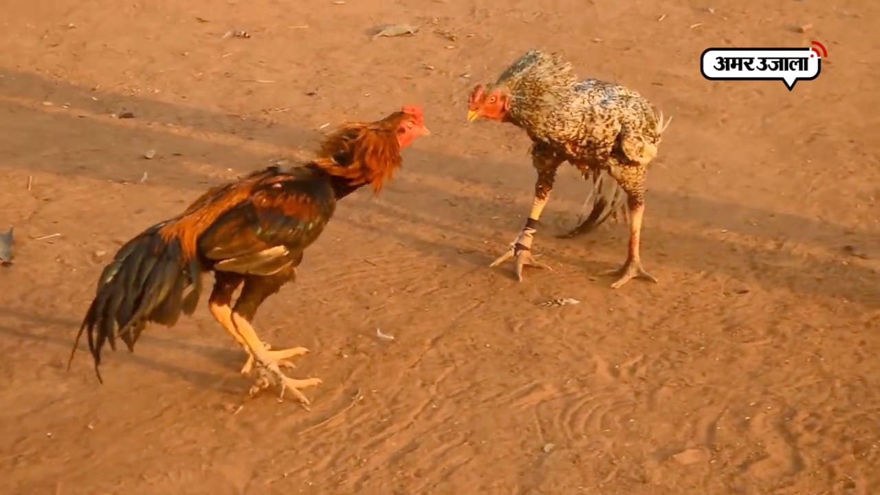 मुर्गों की लड़ाई