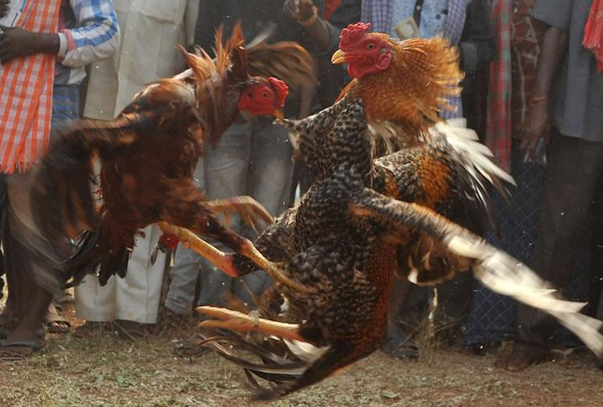  people of andhra pradesh ignored HC ban and organized cockfighting in west godavari