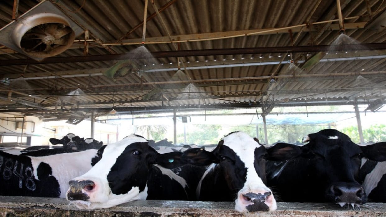 Gokul Gram Yojana: Artificial Insemination Of Only 6710 Animals In Five Months Etah News