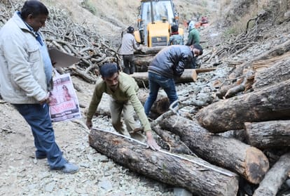 one person arrested in 416 tree illicit felling case at shimla