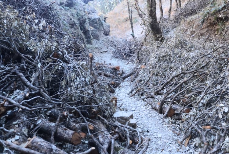 action on forest officers in shimla illicit felling case