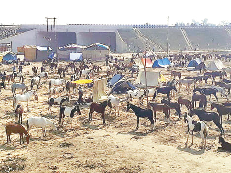 Collection of animals in Makanpur fair, starting purchase