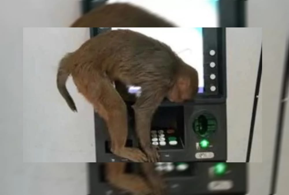 monkey at SBI ATM in bageshwer